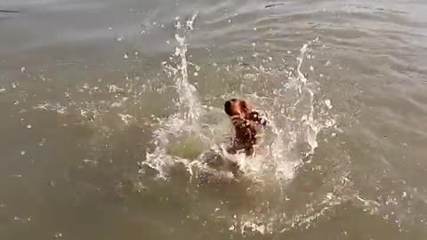 Primer nado de un perro es increíblemente gracioso