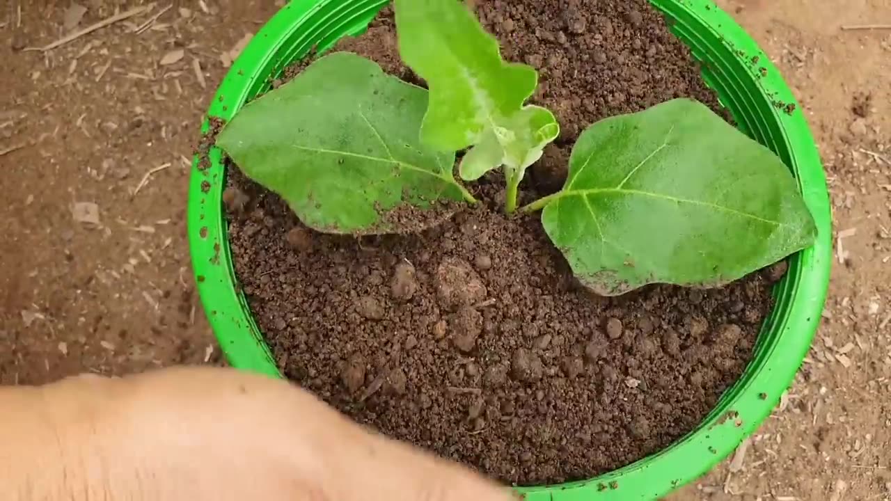 Really Surprised _ Grafting Eggplant Tree _ Eggs Fruit