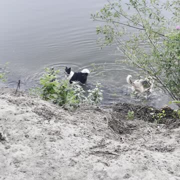 Funny dogs on river. They get off and come back