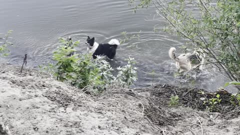 Funny dogs on river. They get off and come back