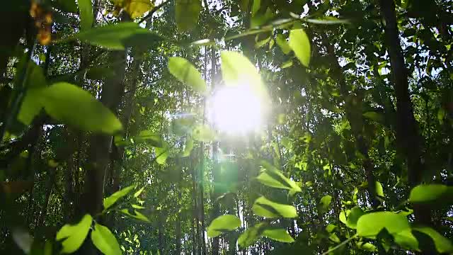Forests _ View of meditation.