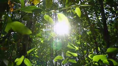 Forests _ View of meditation.