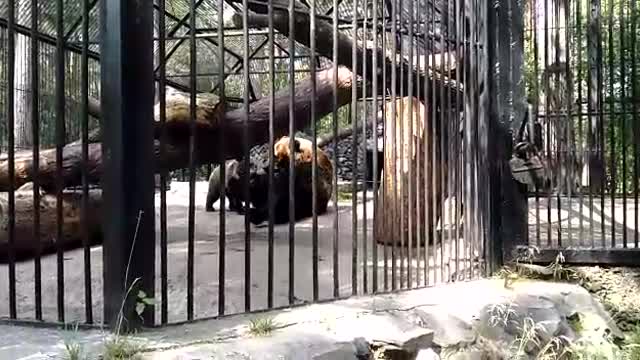 Russian bear