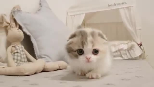 Cute cat video with short little legs