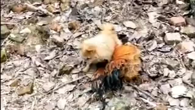 funny chicken vs dogs fight