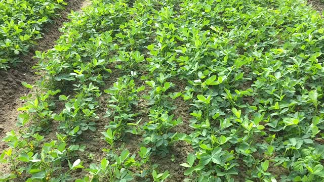 Peanut field