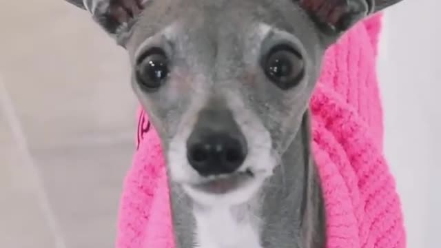 This stylish pup is clearly ready for the fashion show