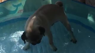 Pug desperately doggy paddles in shallow standing water