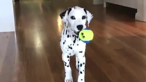 The zebra dog is playing with toys.