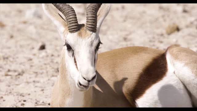 Nature's creativity.Deer.gazelle