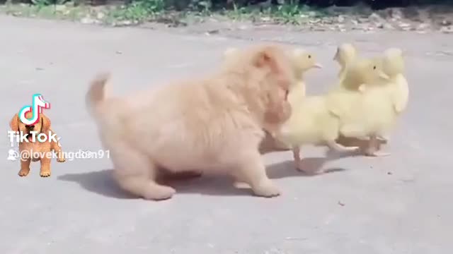 Cute little dog adorable duck moment fun