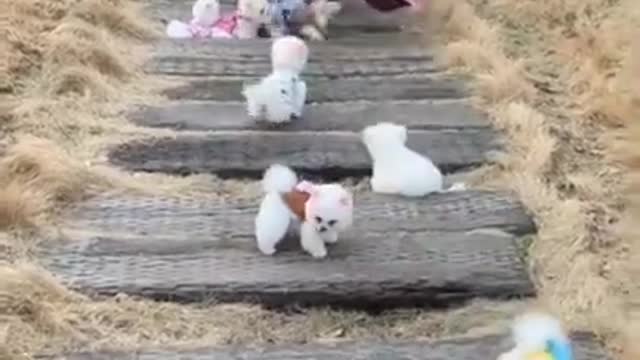 Cute and Funny_Dogs_Videos