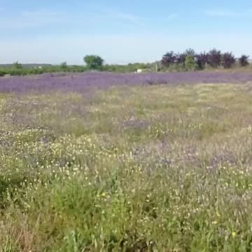 Campo extremeño (abril de 2024)💚🤍🖤👍❤️💛❤️