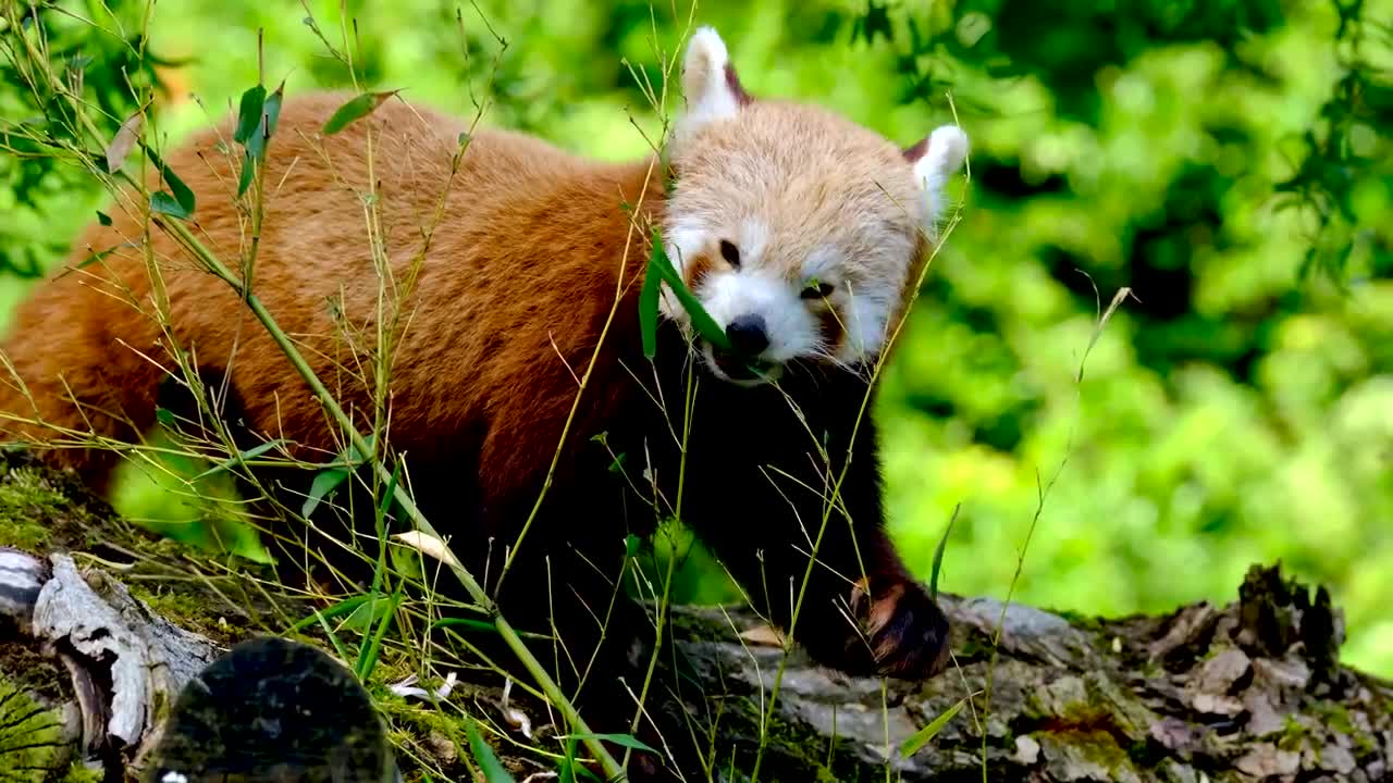 Red Panda Chilling