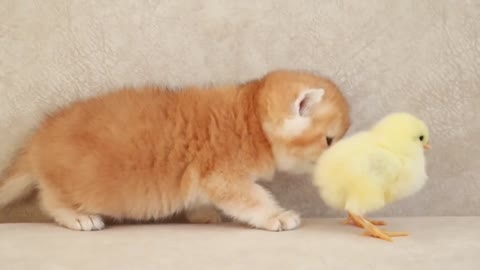 Baby cat are playing with tiny chicken .