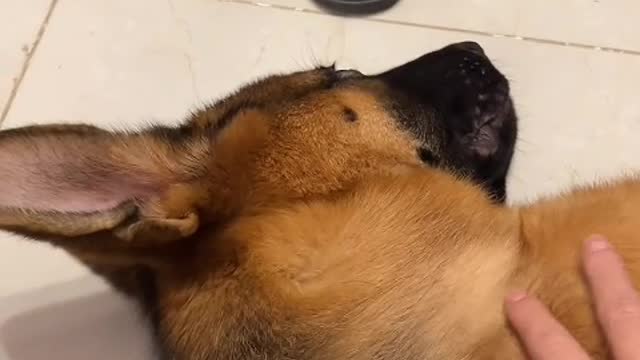 Dogs are part of your life