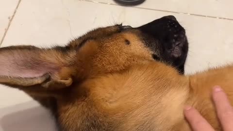 Dogs are part of your life