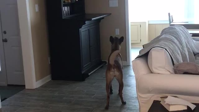 Brown dog barks at jackalope head on wall