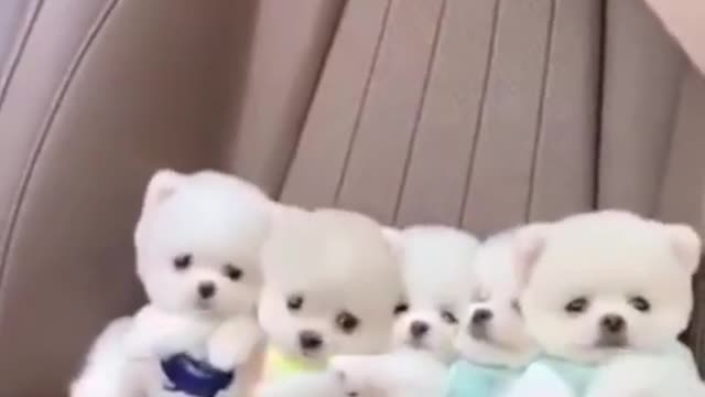 Baby Dogs - Cute and Funny Dog Videos Compilation ๐งก๐๐๐#shorts