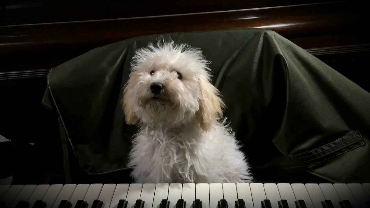 Dog funny reaction videos in india