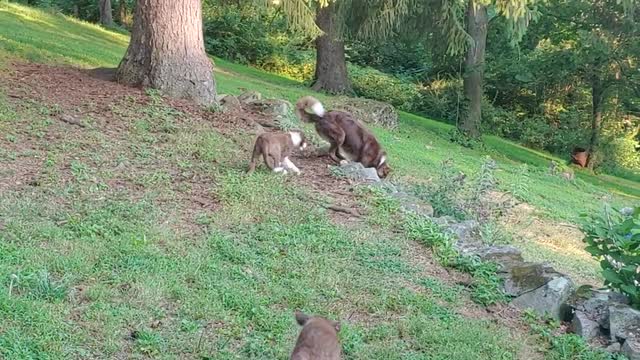 Border Collie Creekers