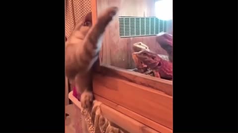 OMG so cute cat❣best funny cats videos 2022