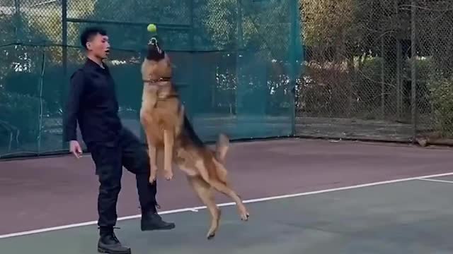 Talented Doggy Jump on his Back | Dog Training