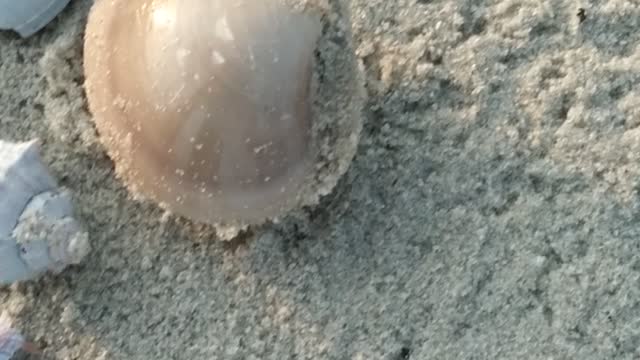 Sea shells