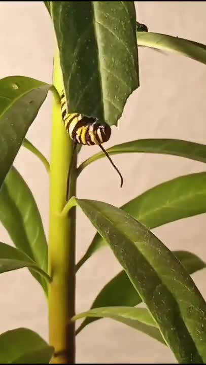 The caterpillar eats leaves