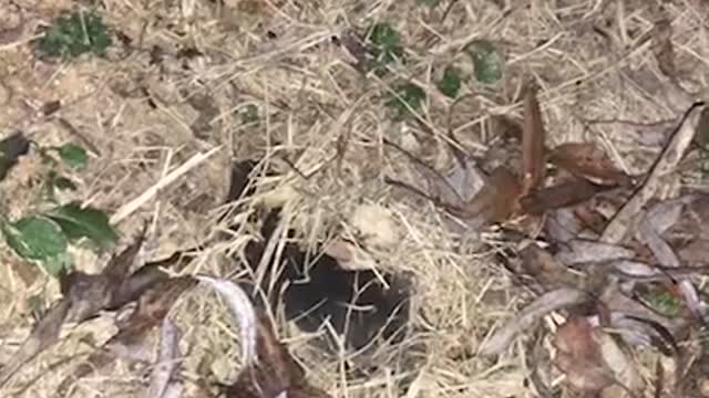 It's a mole in Korea. Isn't that so cute?