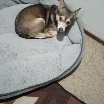 Marley just waking up..