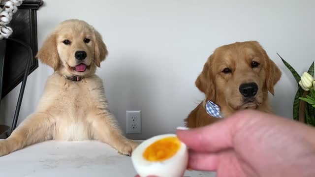 Dog reviews food with baby dog