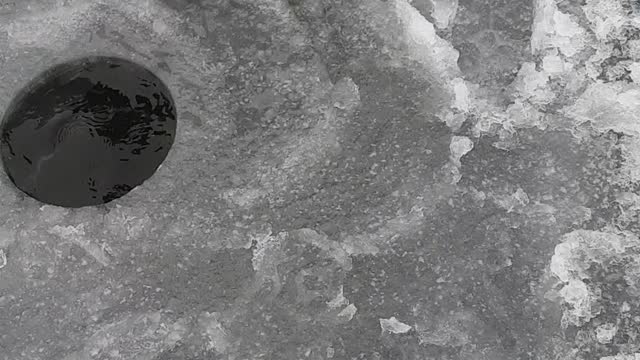 Montana Walleye Ice Fishing