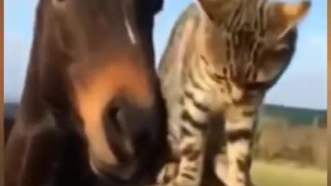 Best friends funny
