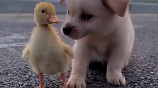 Dog and his friends play happily