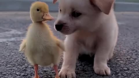 Dog and his friends play happily