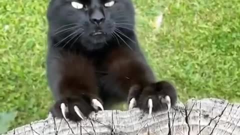 Terror Cat Attack video Compilation