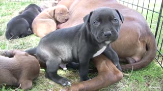 Mommy Pitbull and her Babies.... Too CUTE!!!!!!!!!!!!!!!