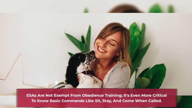 How To Make Your Dog An Emotional Support Dog