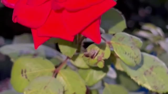 The red flowers are delicate and beautiful