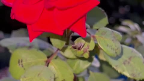 The red flowers are delicate and beautiful