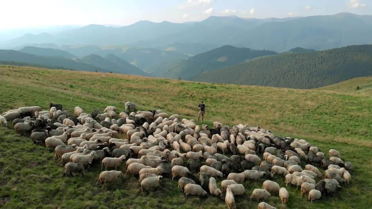 Carpathians, Ukraine. Shepherd in the mountain with flock of grazing sheep