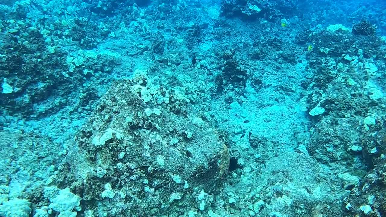 Hammerhead Sharks in Hawaii