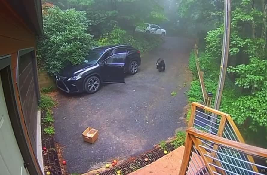 The little bear climbed into the car and caught the girl by surprise