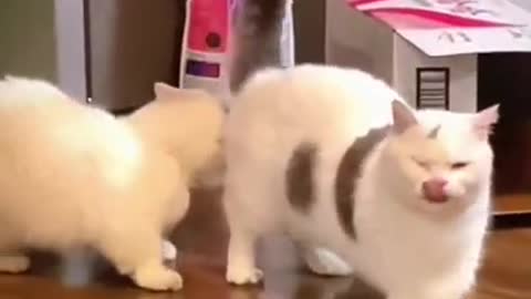 #cute cat#shorts