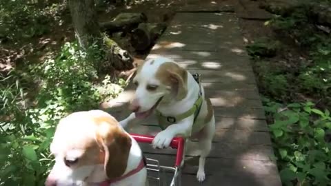 Dogs' Epic Shopping Cart Voyage: Funny Dogs Maymo & Penny