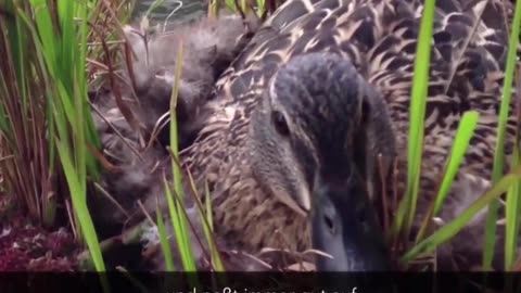 **Unglaubliche Nest-Entdeckung! 🐦✨ Flauschiges Material, das du sehen musst!**