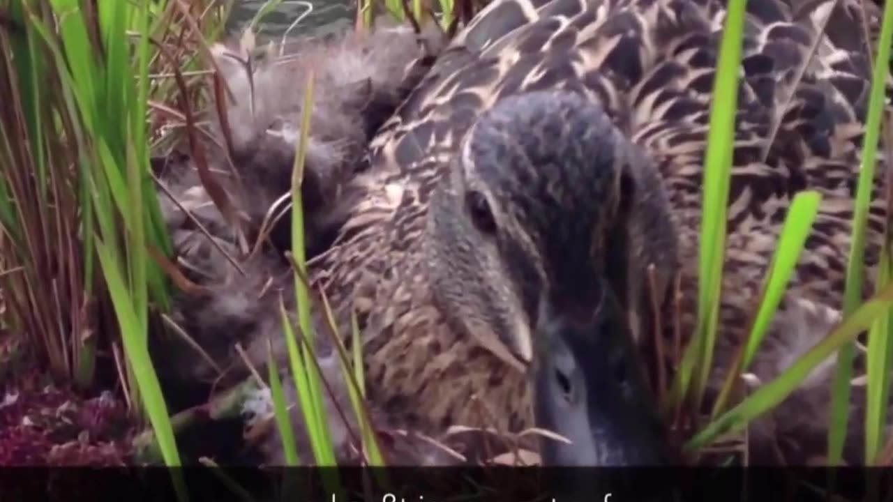 **Unglaubliche Nest-Entdeckung! 🐦✨ Flauschiges Material, das du sehen musst!**