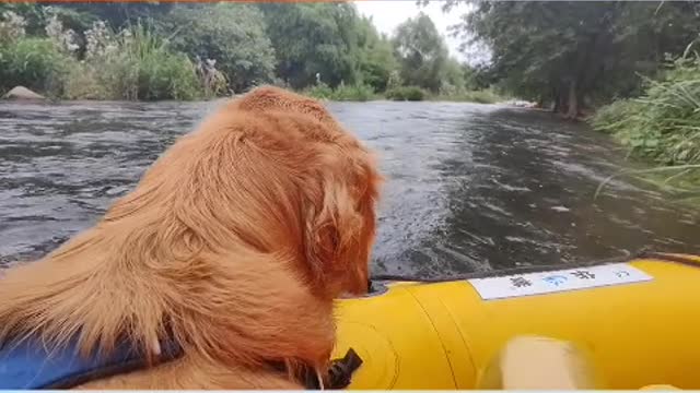 In the past, a person felt very lonely, but now a dog is much happier