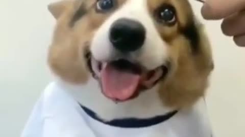 Adorable Pooch Getting a Haircut